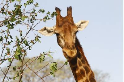 Visitantes do Zoo de Brasília se comovem com a morte da girafa Yaza